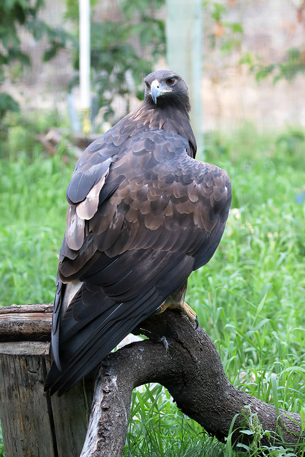 Golden Eagle - Steenarend